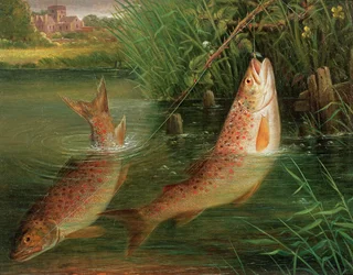 Trout at Winchester